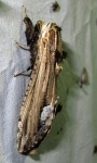Duomitus