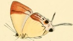 Charana