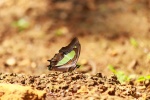 Polyura