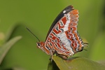 Paruparo