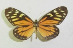 Charonias