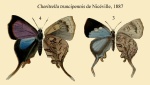 Cheritrella