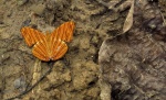 Подсемейство: Cyrestinae

	Триба: Cyrestini

	Chersonesia