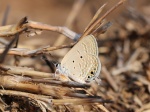 Parrhasius
