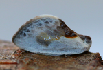 Cilix