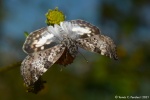 Chiomara