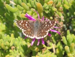 Heliopyrgus