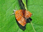 Choreutis