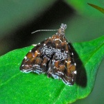 Prochoreutis