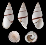 Dryas