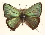 Chrysozephyrus