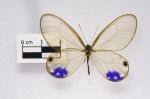 Триба: Haeterini

	Cithaerias