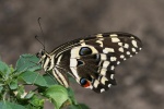 Protographium