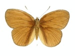 Faunis
