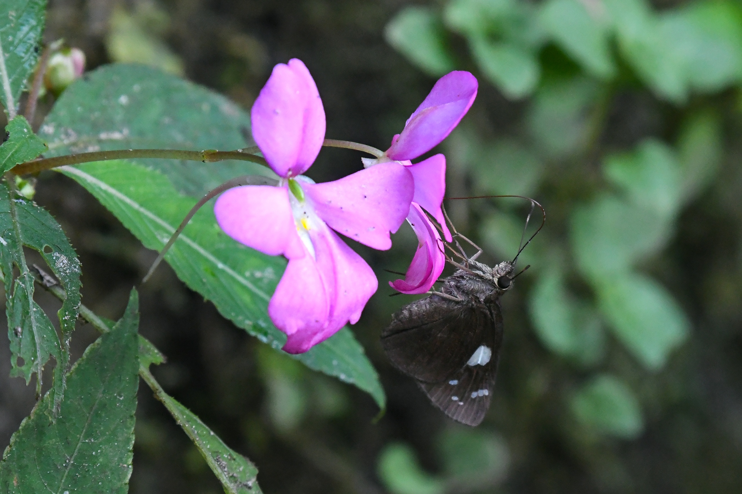 Notocrypta