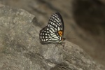Orinoma
