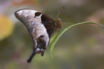 Meandrusa