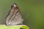 Pseudergolis