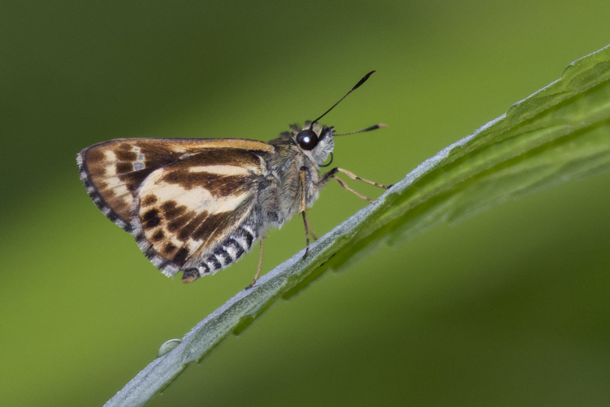Sebastonyma