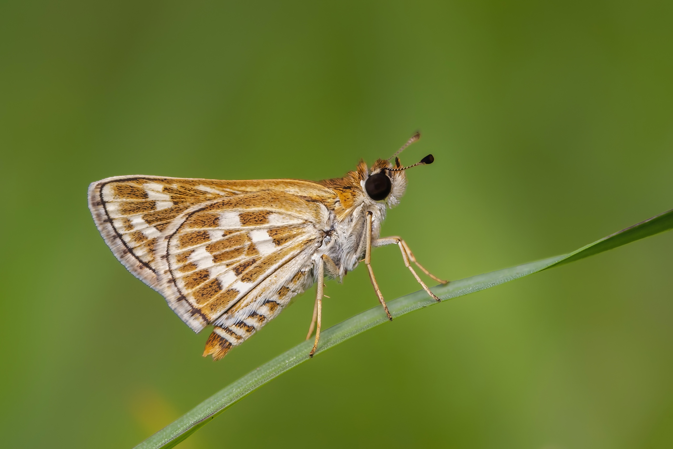 Taractrocera