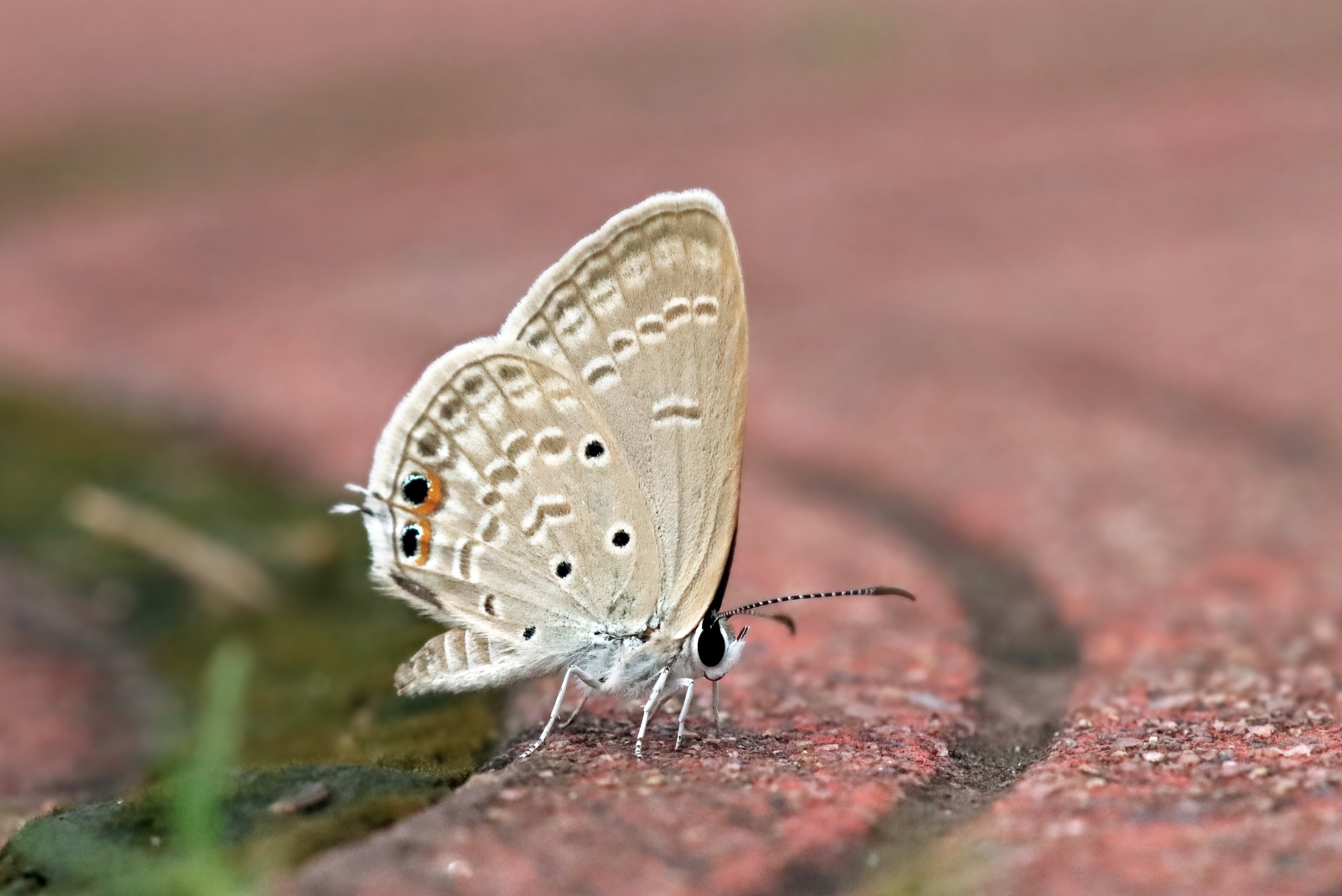 Euchrysops