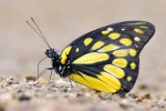 Prioneris
