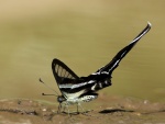 Lamproptera