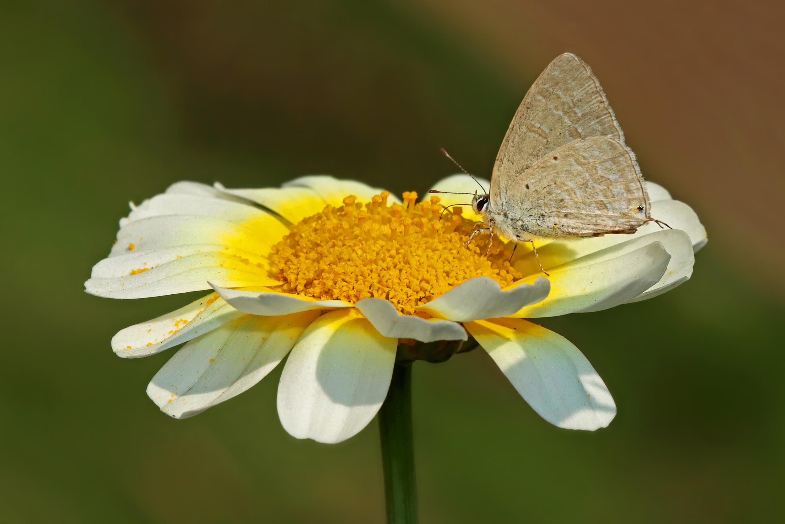 Catochrysops