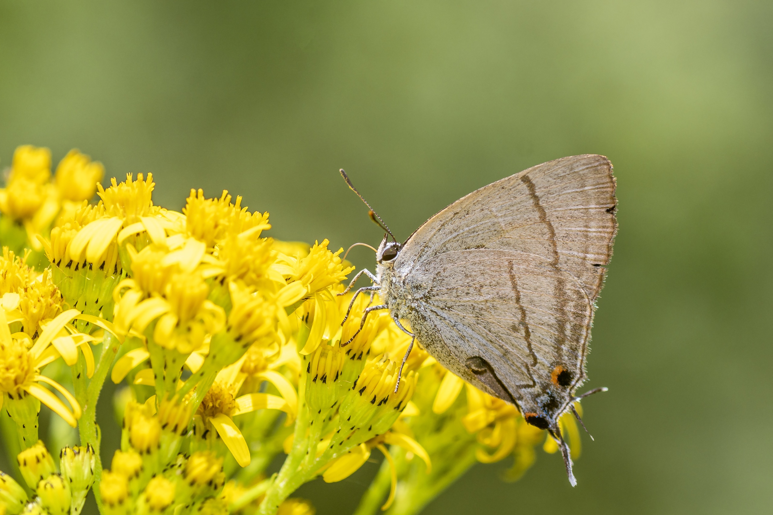 Diaeus