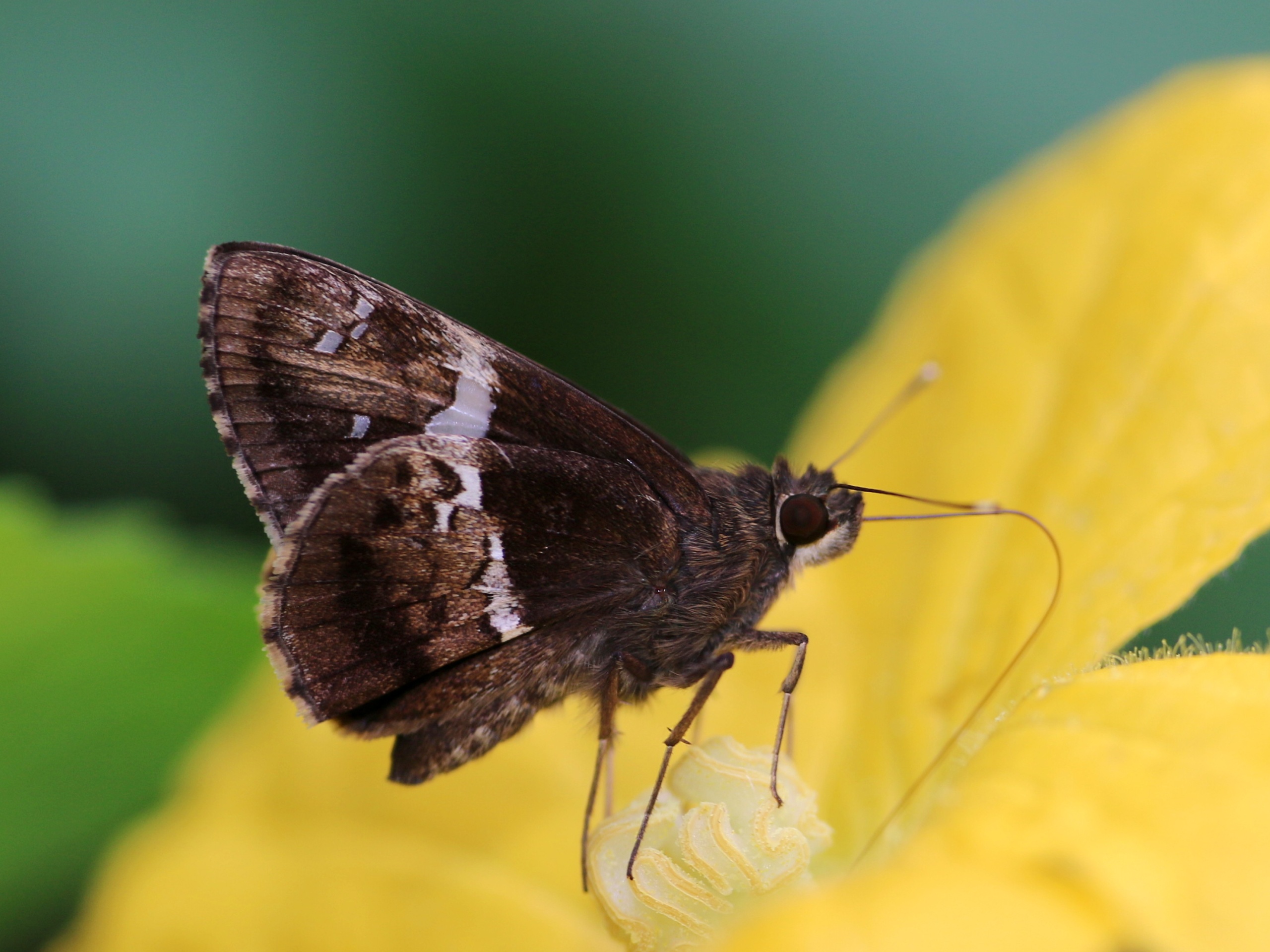 Hyarotis