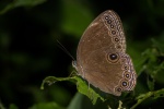 Ethope