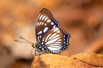 Euripus