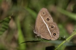 Orsotriaena