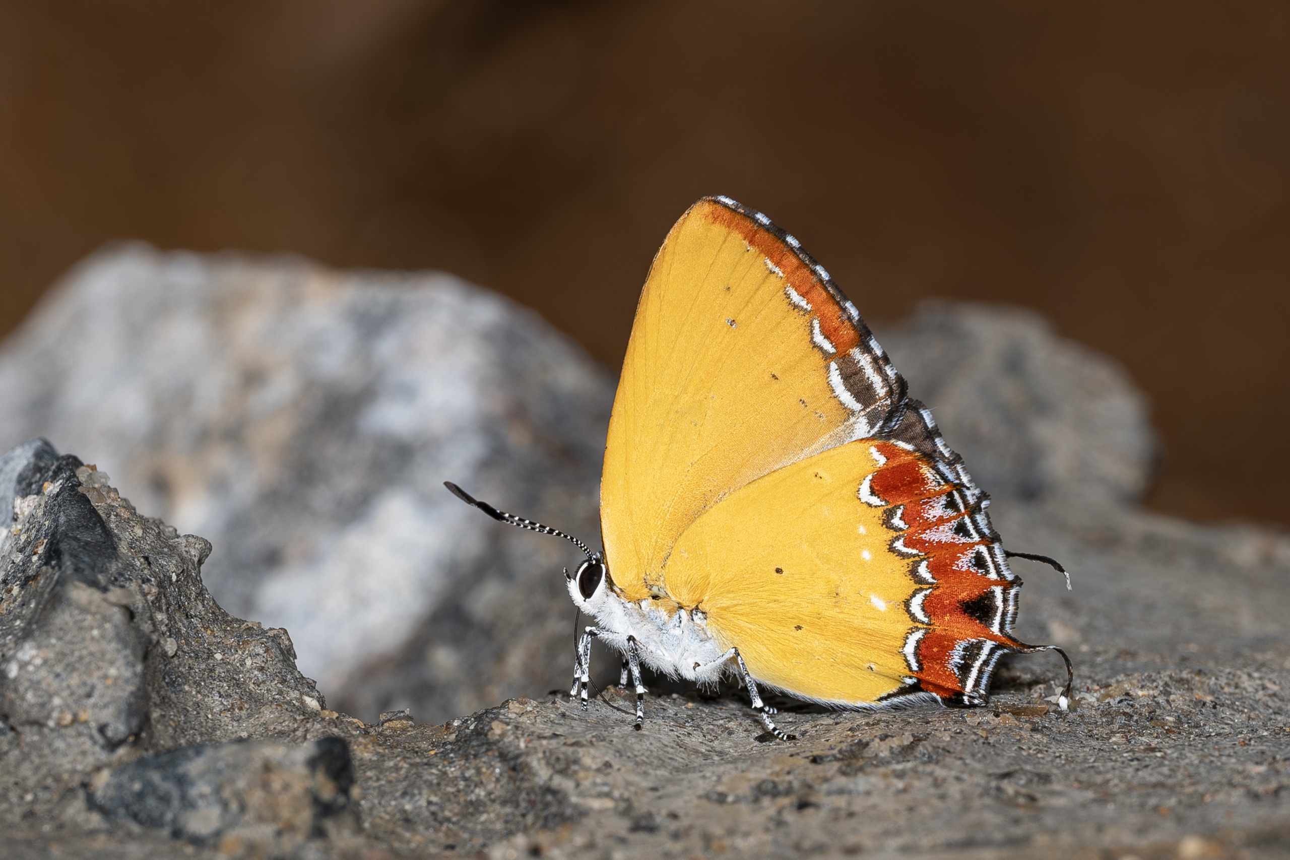 Heliophorus