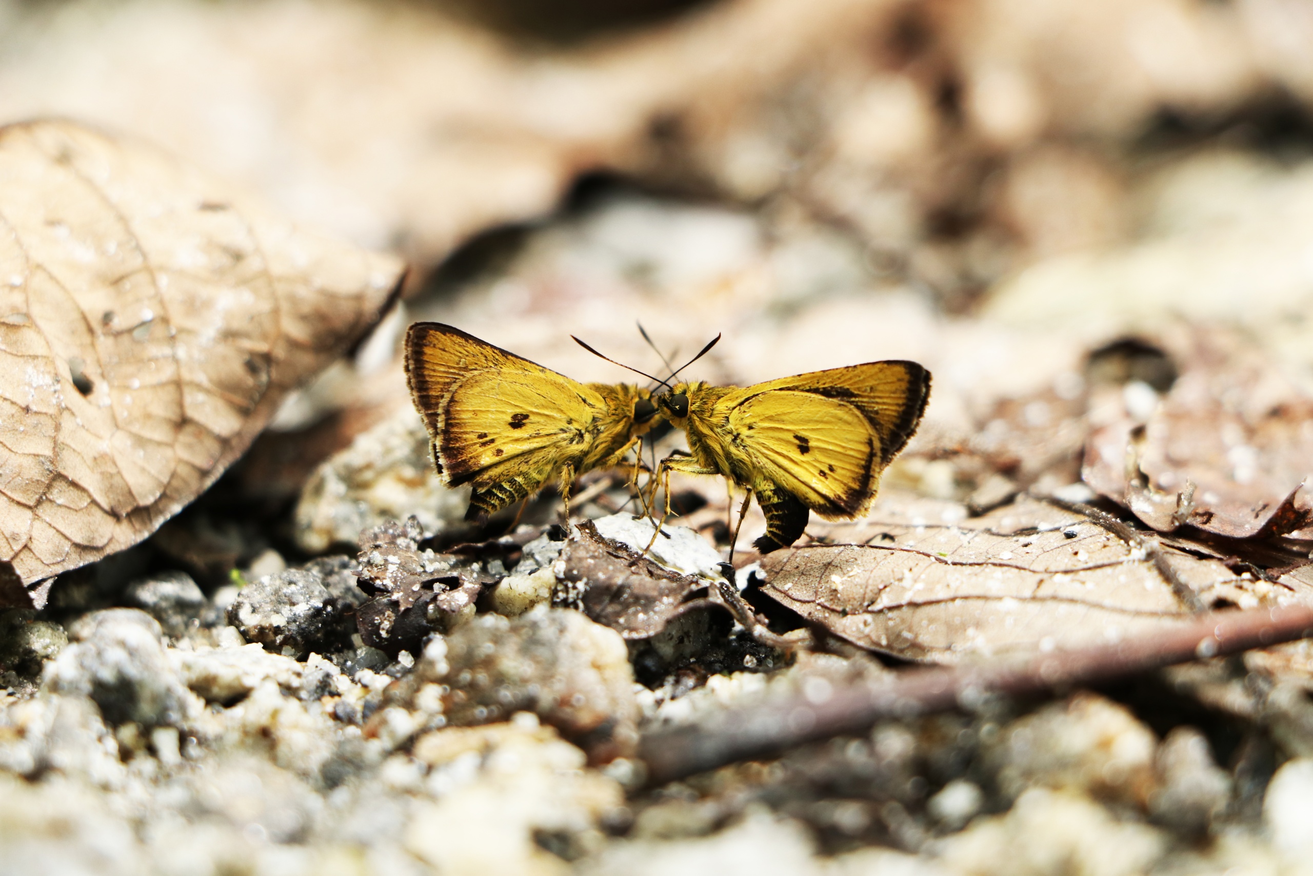 Zographetus