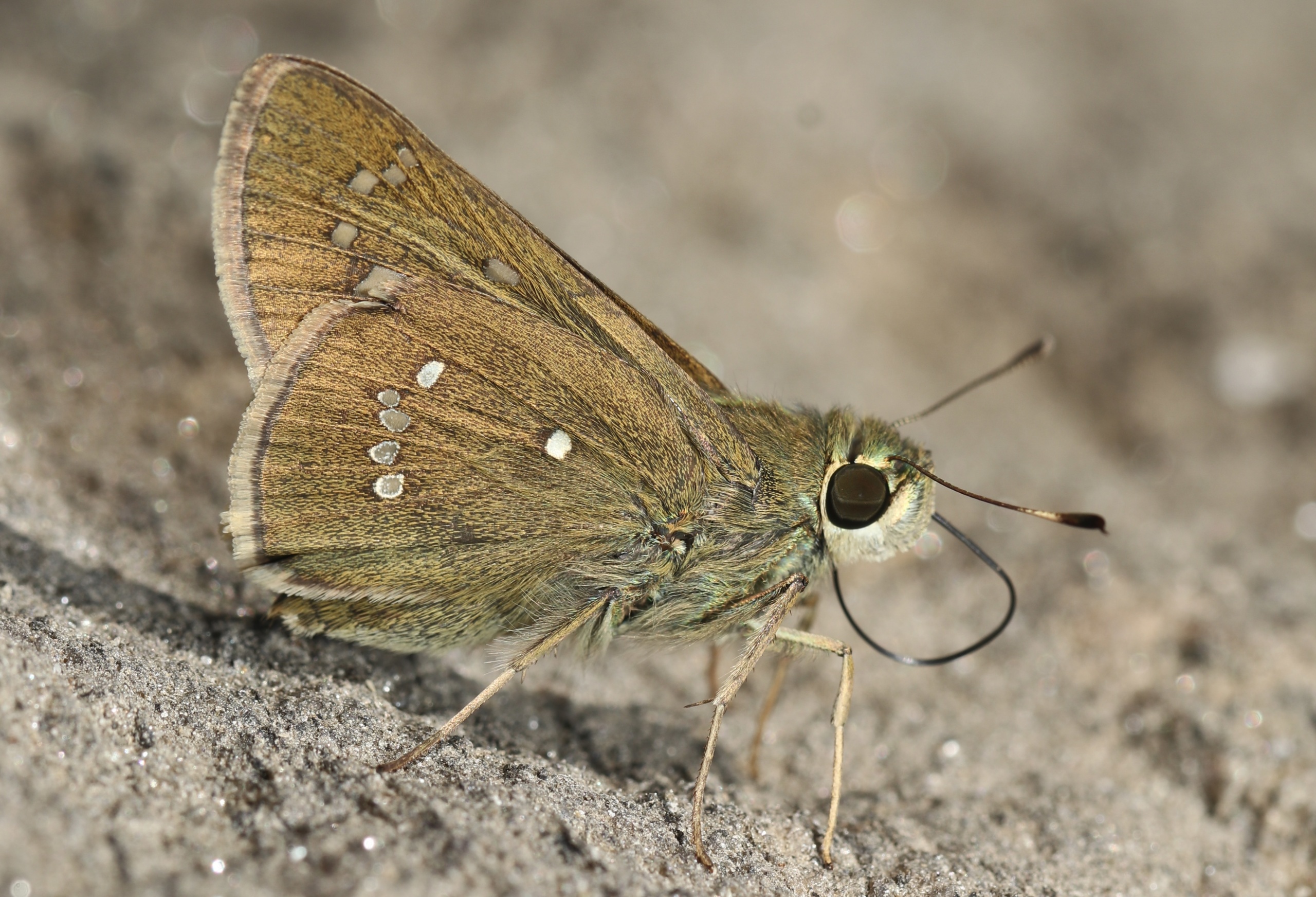 Pelopidas