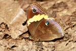 Neorina