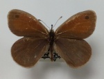 Триба: Satyrini

	Подтриба: Coenonymphina

	Lyela