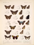 Udranomia