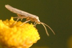 Agapalsa