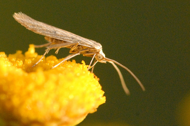 Klinzigedia (Род)