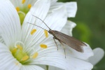 Metriotes