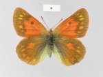 Eogenes