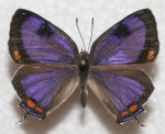 Hypaurotis