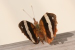Epiphile