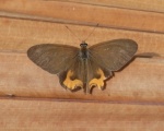 Hypocysta