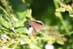 Quasimellana