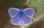 Polyommatus