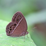 Mycalesis