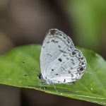 Thermoniphas